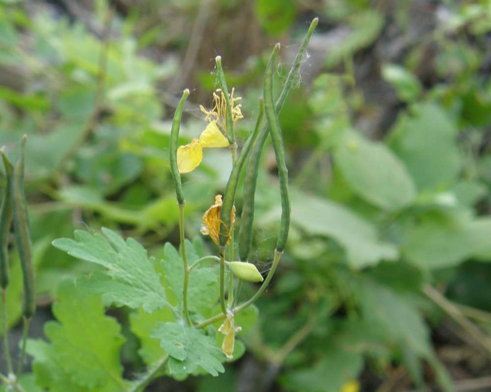 Seed Pods<br>(Location of Picture: Conconully, Wa., USA, 2012)