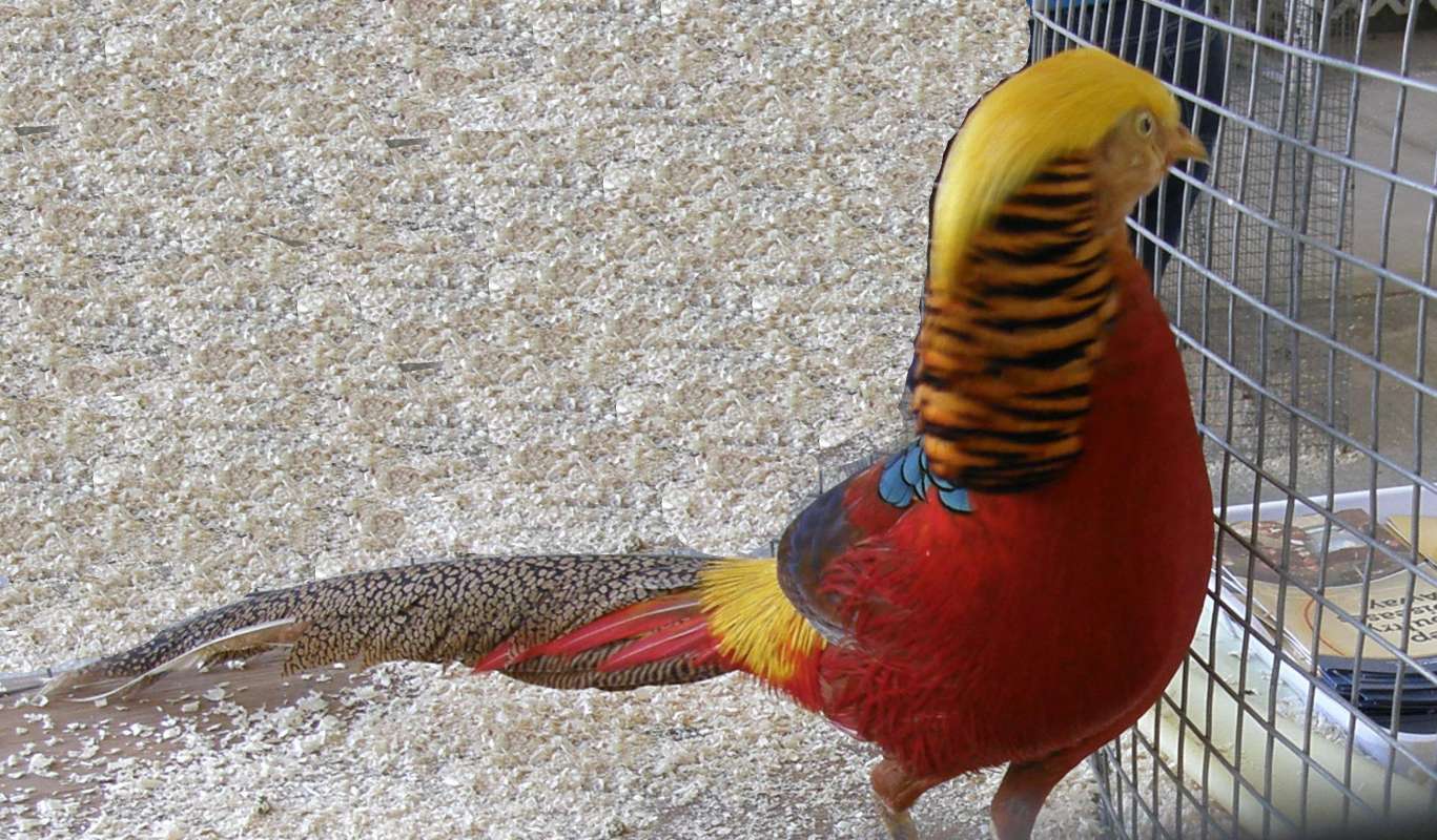 Side View<br>(Location of Picture: Okanogan, Wa., USA, 2012)