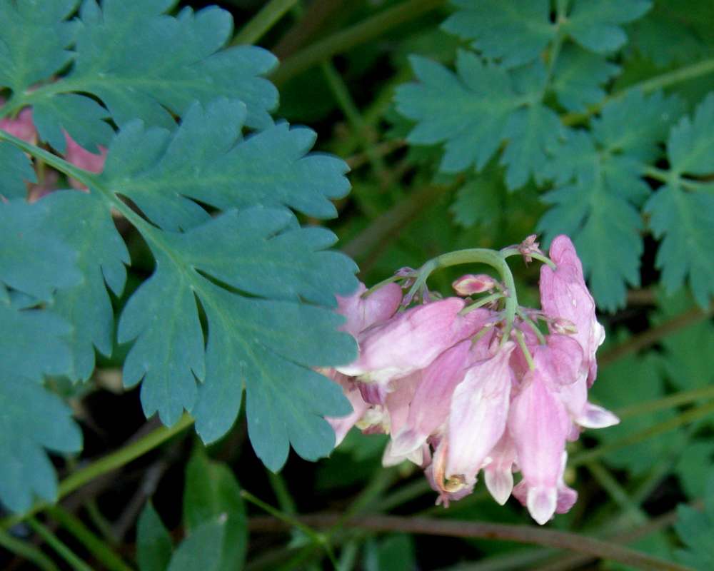 Leaf and Flowers<br>(Location of Picture: Okanotan, Wa., USA, 2012)