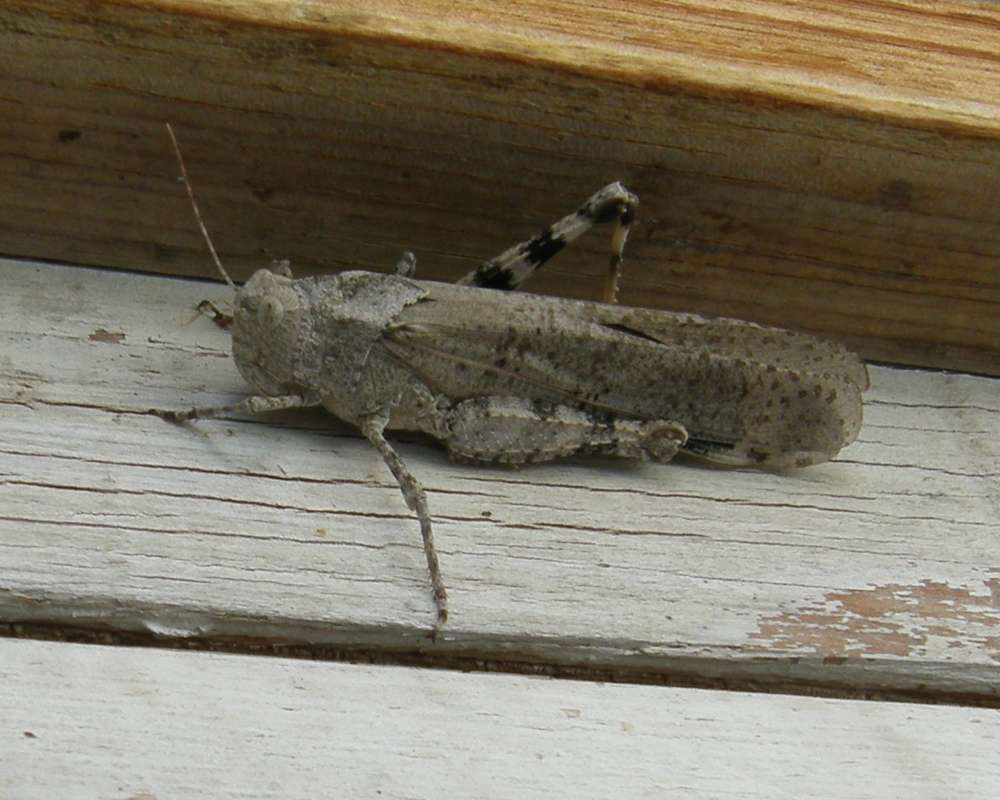 Side View - Alive<br>(Location of Picture: Okanogan, Washington, USA, 2012)