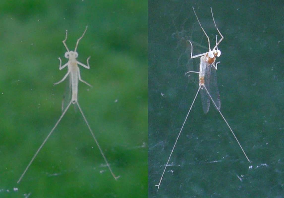 Adult Mayfly<br>(Origin of the Specimen: Okanogan, Washington, USA, 2012)