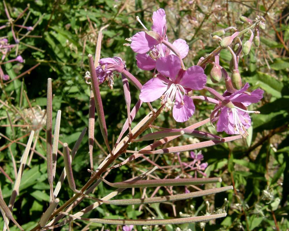 Seeds with Flower<br>(Location of Picture: Conconylly, Wa., USA, 2012)