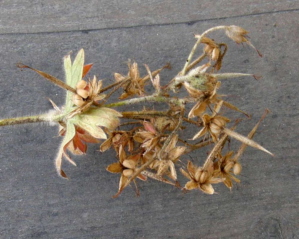 Top of Plant in Seed<br>(Location of Picture: Conconully, Wa., USA, 2012)