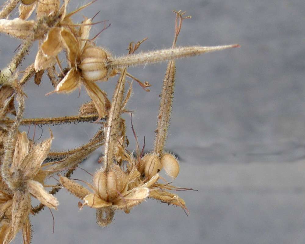 Dried Seeds - Close View<br>(Location of Picture: Conconully, Wa., USA, 2012)