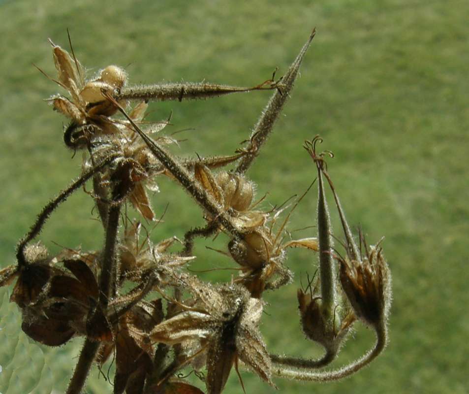 Green Seeds<br>(Location of Picture: Conconully, Wa., USA, 2012)