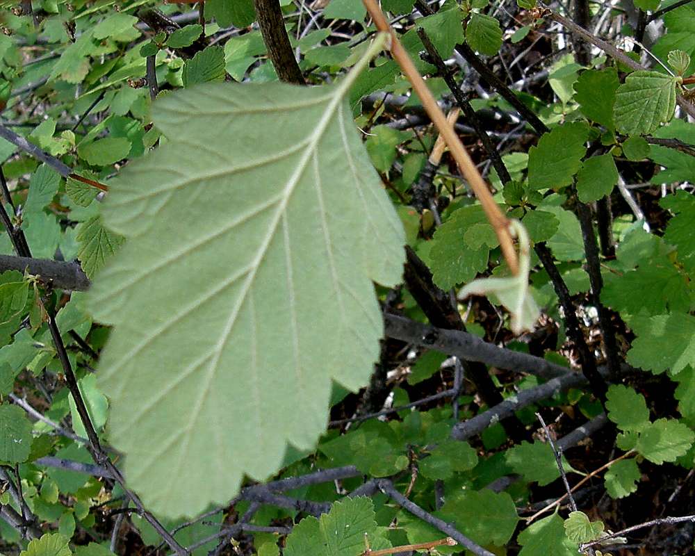 Leaf Underside<br>(Location of Picture: Conconully, Washington, USA, 2012)
