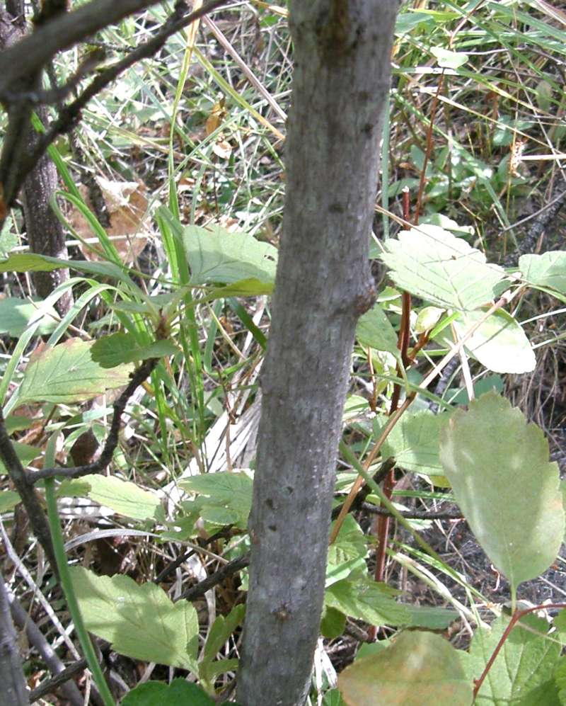 Bark<br>(Location of Picture: Conconully, Washington, USA, 2012)