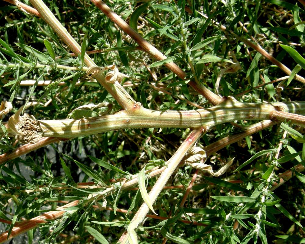 Stem<br>(Location of Picture: Okanogan, Wa., USA, 2012)