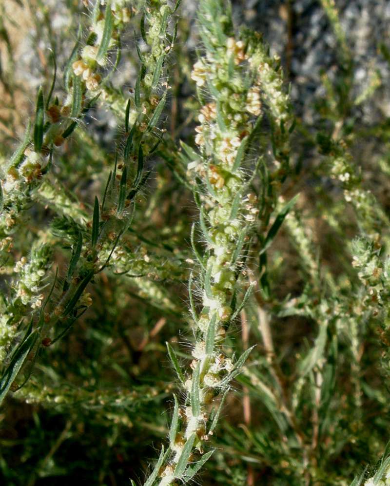 Top of Plant in Bloom<br>(Location of Picture: Okanogan, Wa., USA, 2012)
