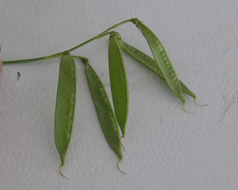 Pods<br>(Location of Picture: Okanogan, Washington, USA, 2012)