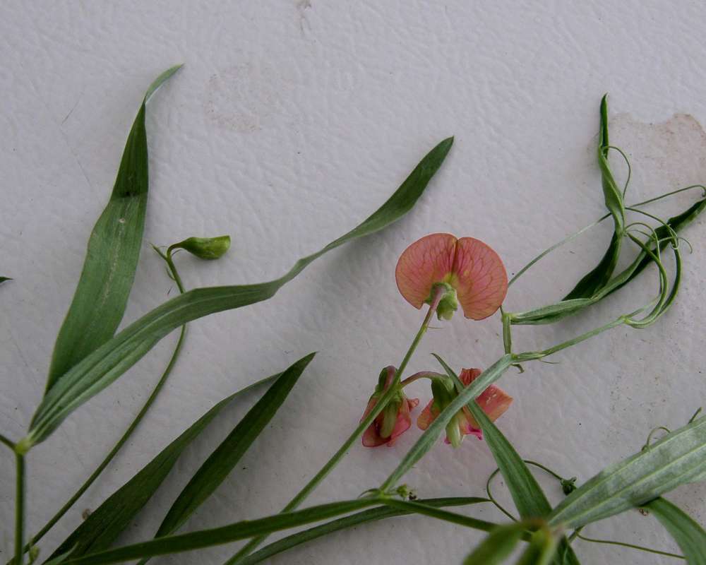 Leaves<br>(Location of Picture: Okanogan, Washington, USA, 2012)