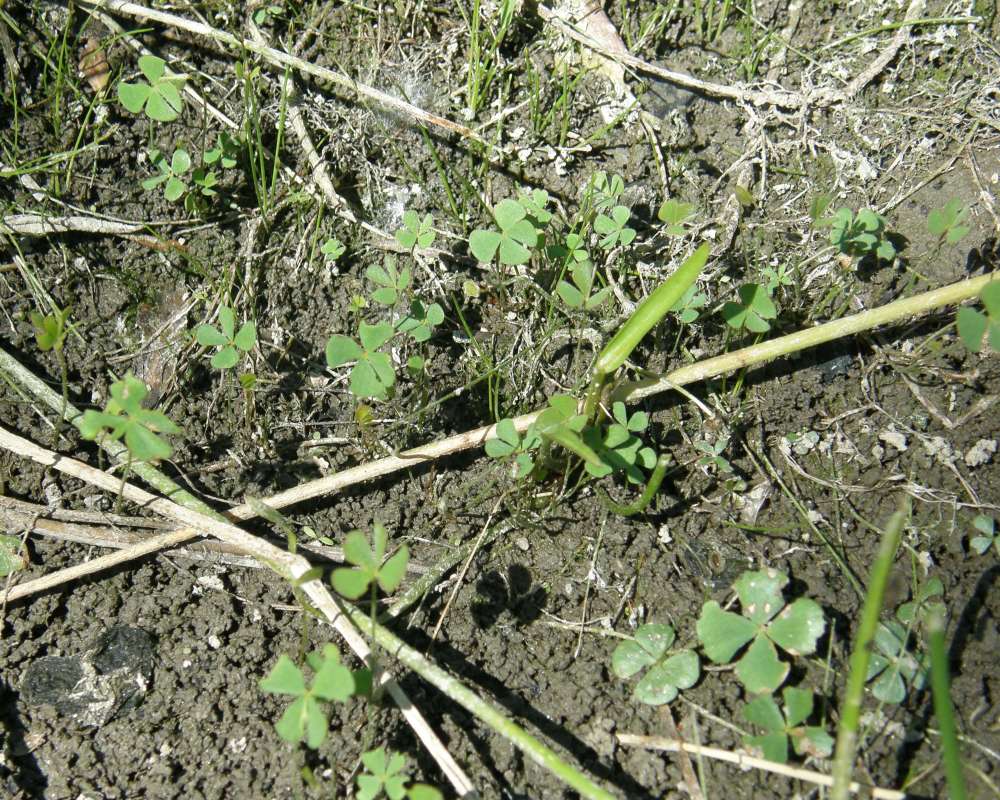 Habitat<br>(Location of Picture: Leader Lake, Washington, USA, 2012)