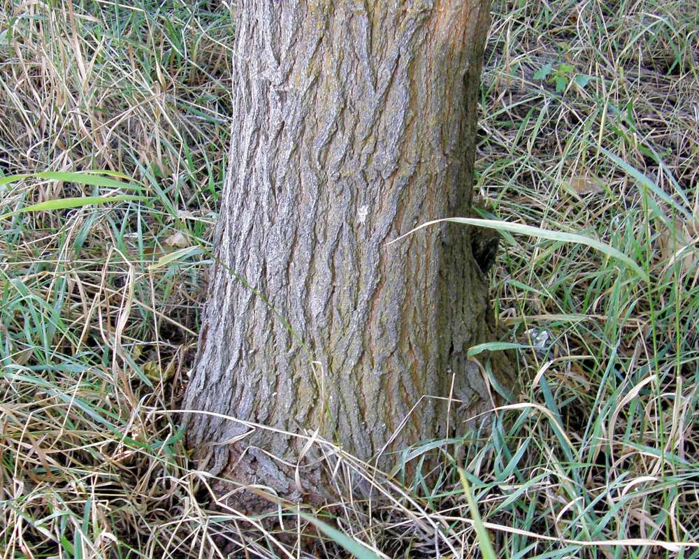 Trunk<br>(Location of Picture: Oka;nogan, Washington, USA, 2012)