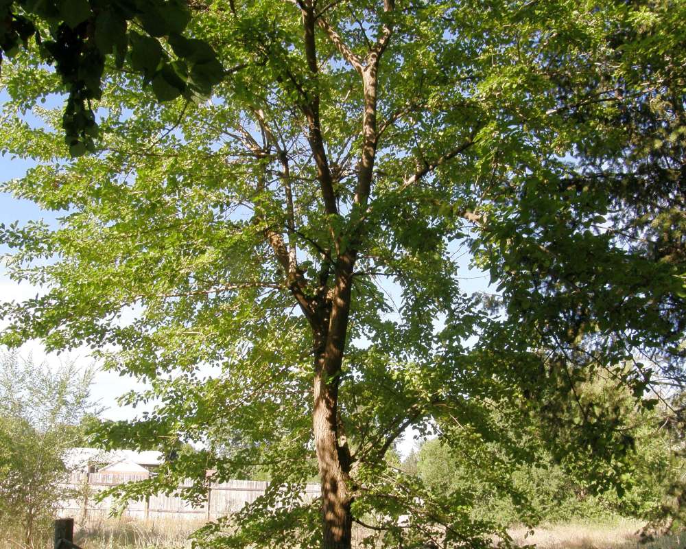 Silhouette<br>(Location of Picture: Oka;nogan, Washington, USA, 2012)