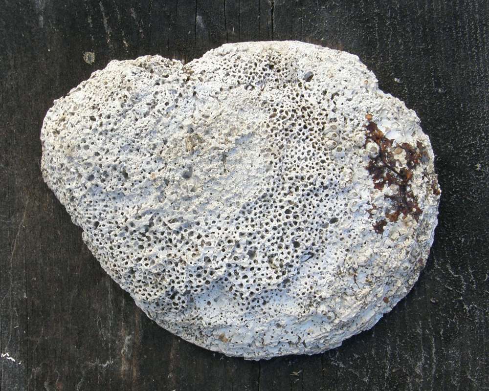 Shell Outside<br>(Origin of the Specimen: Alaska, United States, 2012)