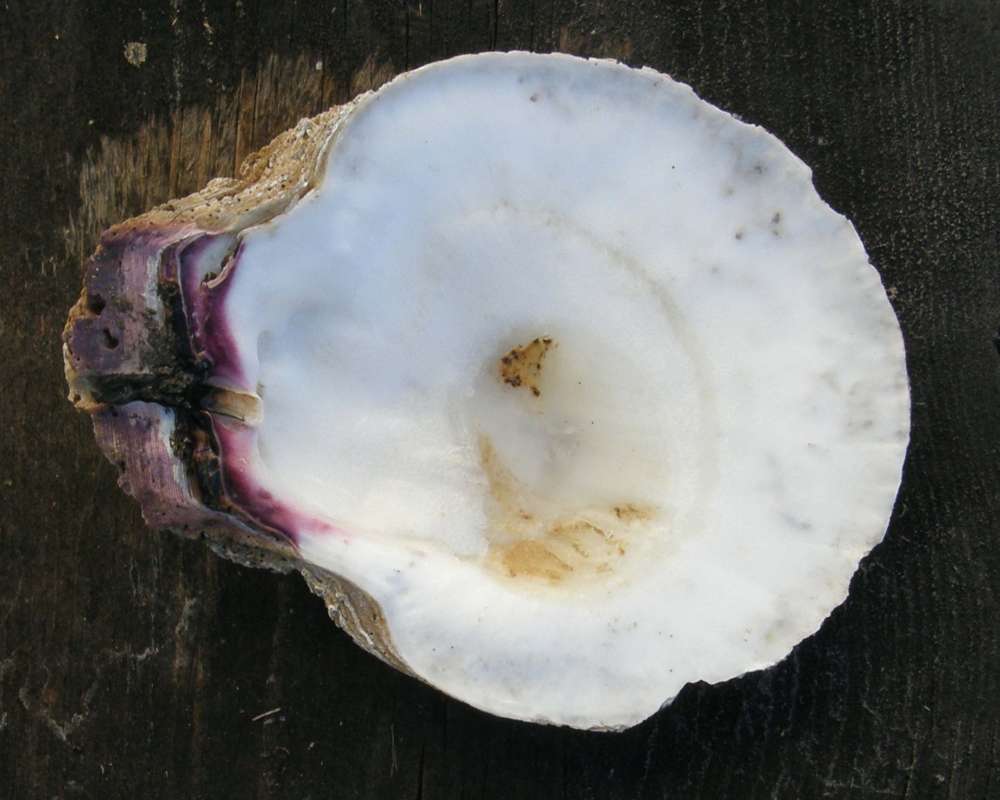 Shell Insdie<br>(Origin of the Specimen: Alaska, United States, 2012)