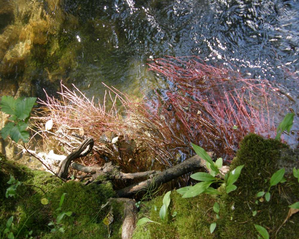 Open Roots Near Water<br>(Location of Picture: Conconully, Washington, USA, 2012)
