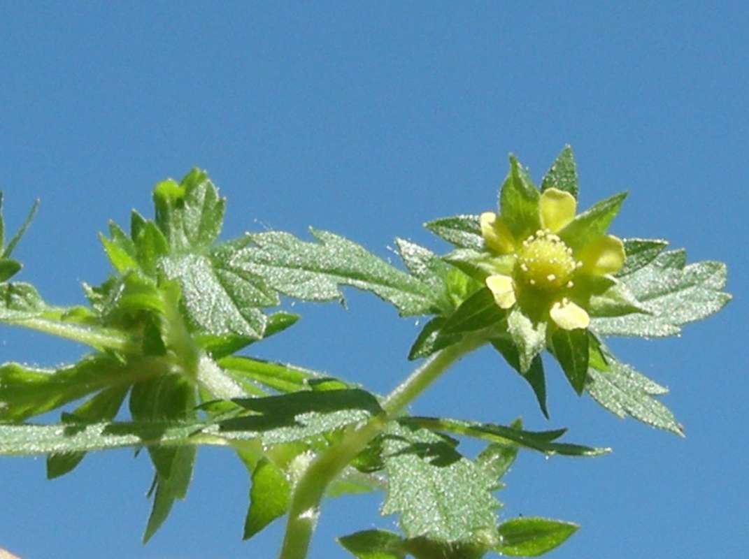 Flower - Front View<br>(Location of Picture: Leader Lake, Washington, USA, 2012)