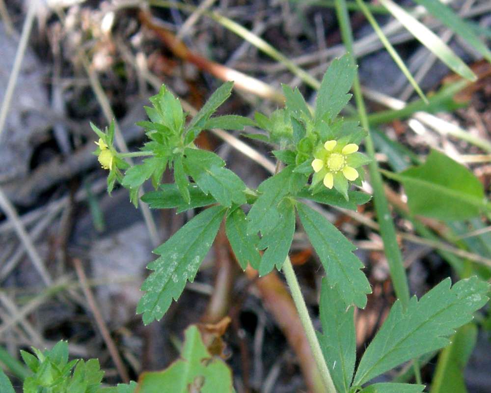 Leaves<br>(Location of Picture: Leader Lake, Washington, USA, 2012)