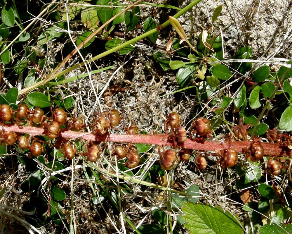 Stem<br>(Location of Picture: Conconully, Washington, USA, 2012)