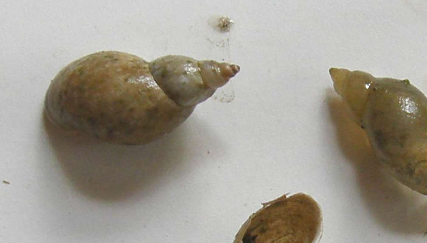 Close View<br>(Location of Picture: Conners Lake, Washington, USA, 2012)