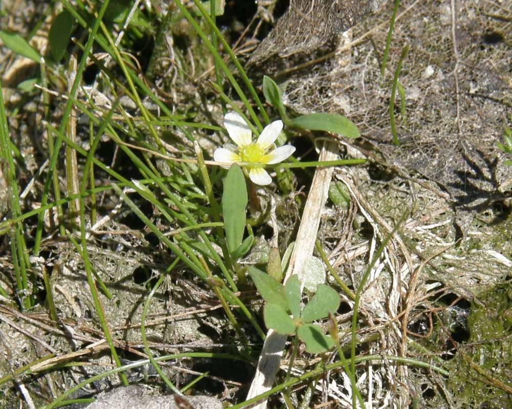 White Flower<br>(Location of Picture: Leader Lake, Washington, USA, 2012)