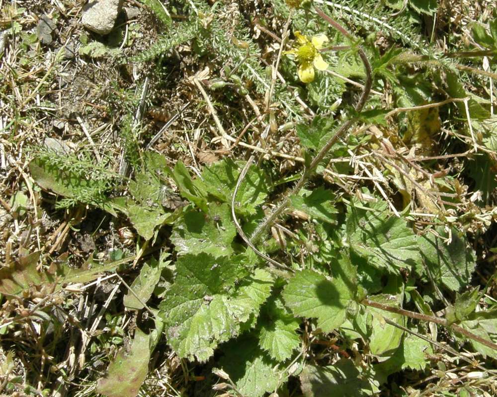 Silhouette: Leaves, Stem, and Flower<br>(Location of Picture: Conconully, Washington, USA, 2012)