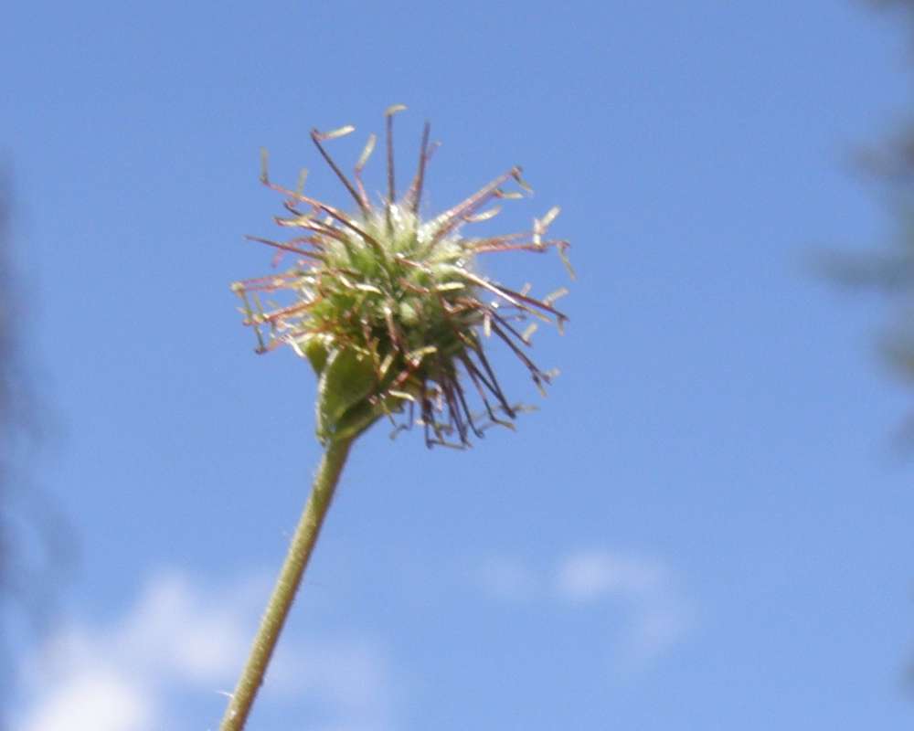 Seed Head<br>(Location of Picture: Conconully, Washington, USA, 2012)
