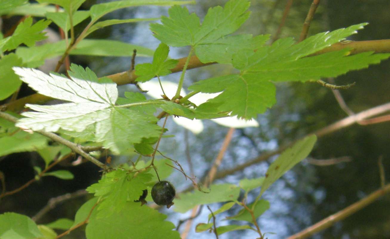 Leaves<br>(Location of Picture: Conconully, Washington, USA, 2012)