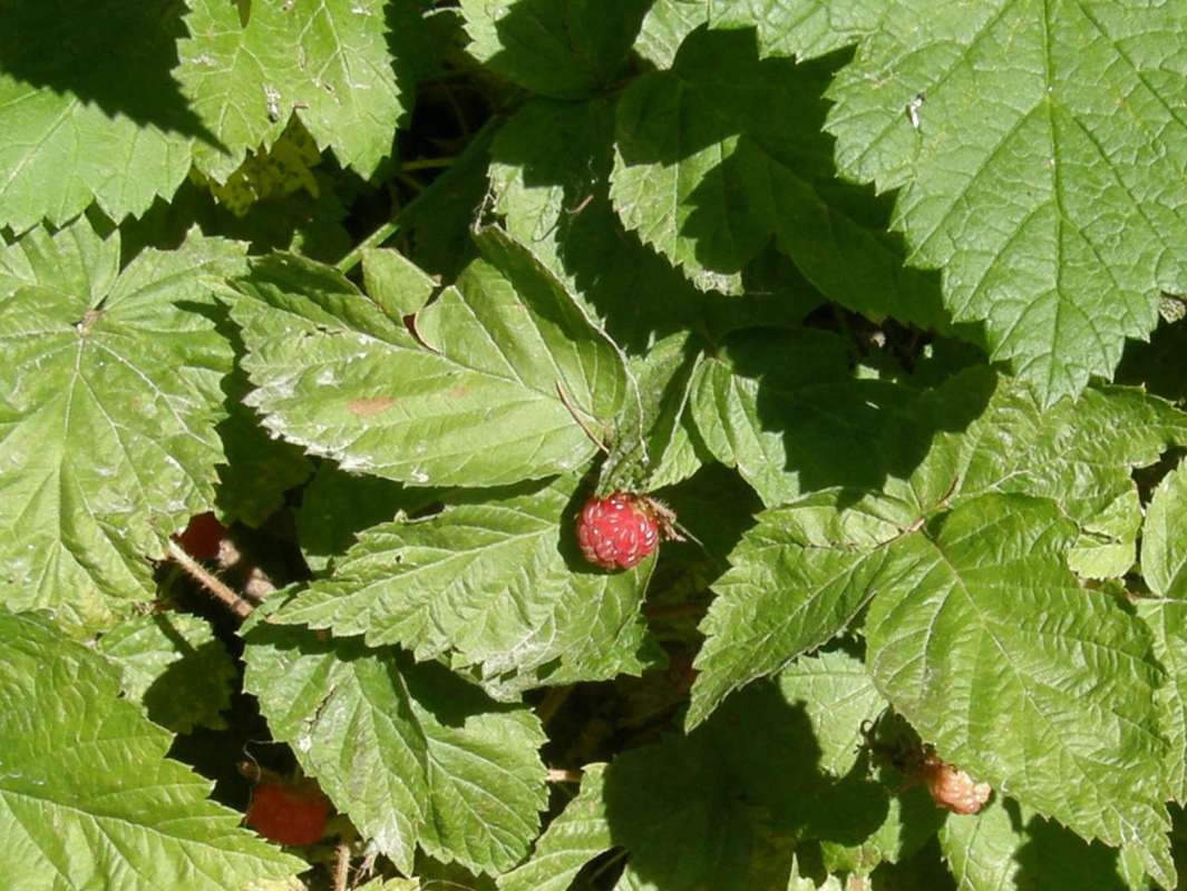 Fruit<br>(Location of Picture: Conconully, Washington, USA, 2012)