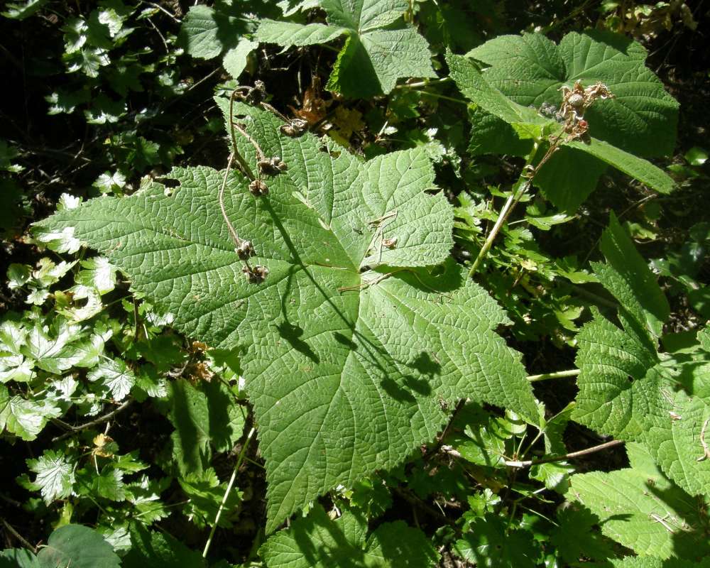 Leaf<br>(Location of Picture: Conconully, Washington, USA, 2012)