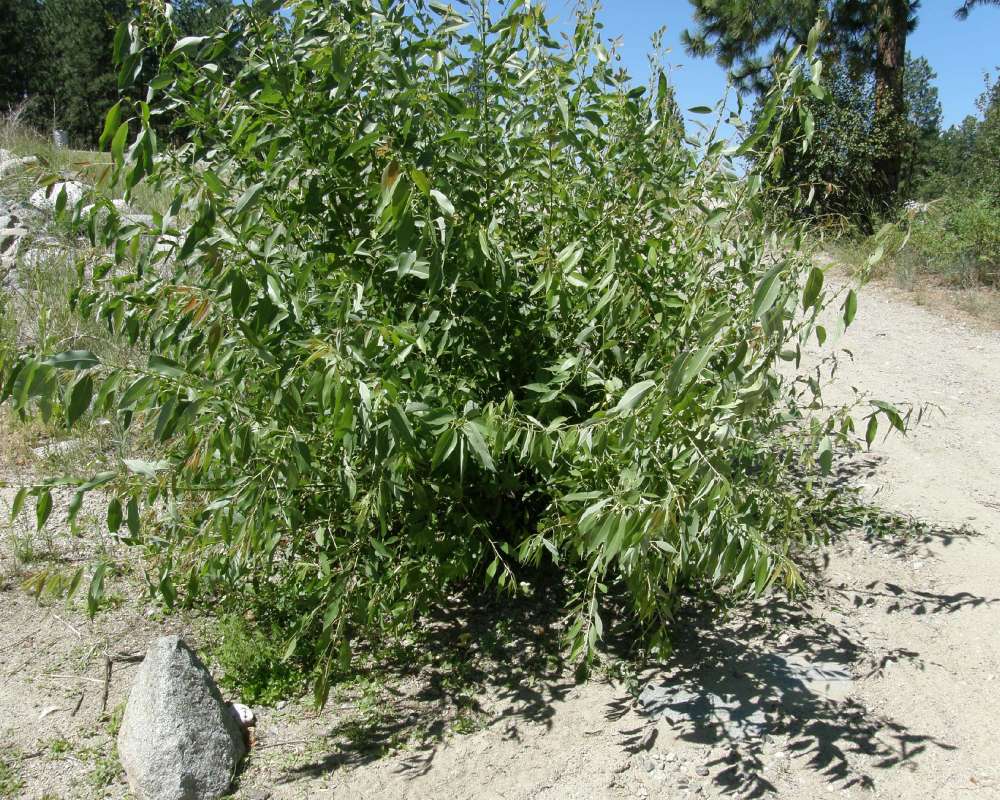 Silhouette<br>(Location of Picture: Leader Lake, Washington, USA, 2012)
