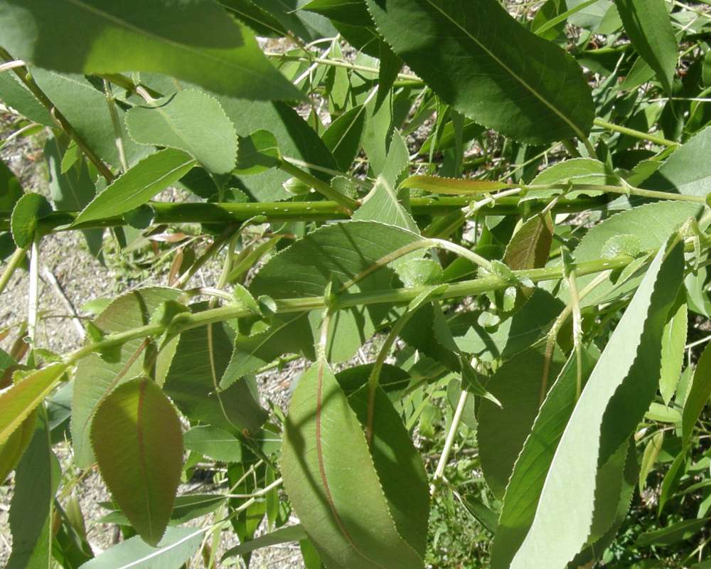 Stem<br>(Location of Picture: Leader Lake, Washington, USA, 2012)
