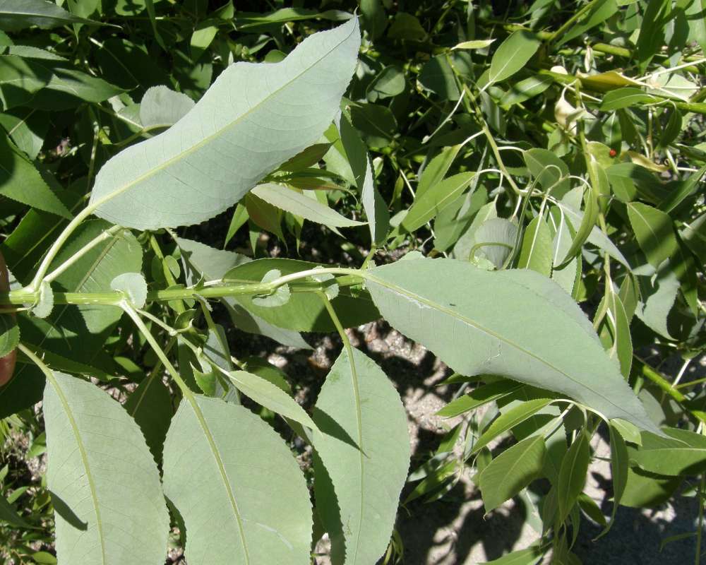Leaf - Close View Underside<br>(Location of Picture: Leader Lake, Washington, USA, 2012)