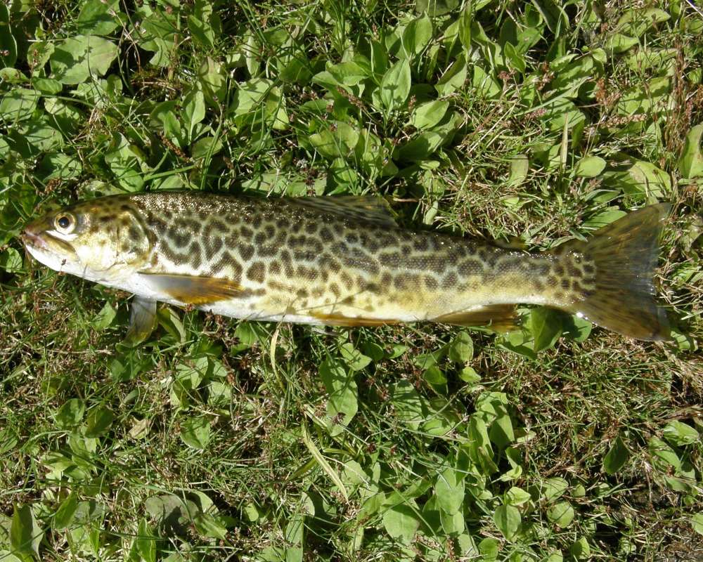 Recent Catch<br>(Location of Picture: Conners Lake, Washington, USA, 2012)
