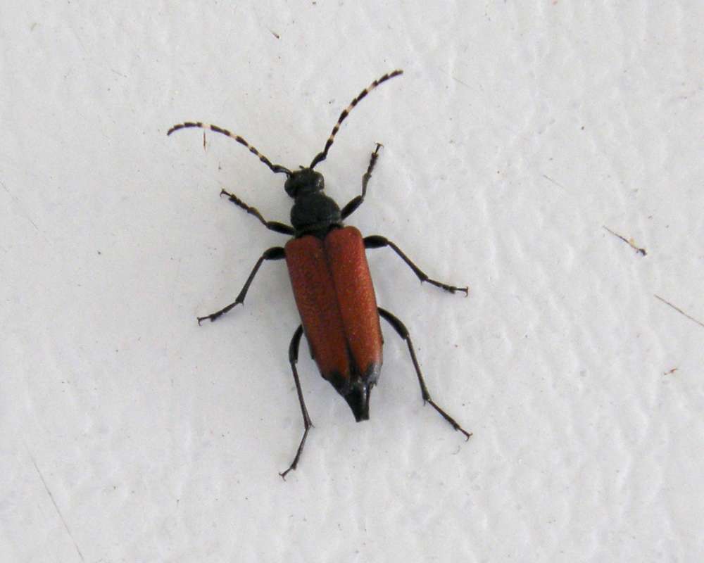 Dorsal View, Red Elytra<br>(Origin of the Specimen: Conconully, Washington, USA, 2012)