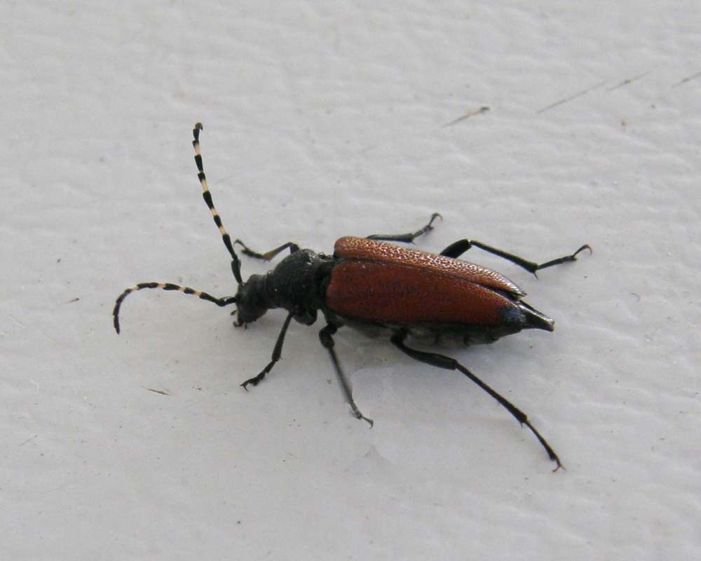 Side View<br>(Origin of the Specimen: Conconully, Washington, USA, 2012)