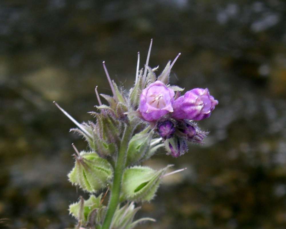 Purple Flower Raceme<br>(Location of Picture: Conconully, Wa., USA, 2012)