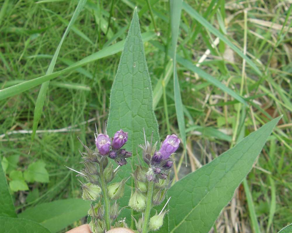 Top of Plant Showing Leaf Veins<br>(Location of Picture: Conconully, Wa., USA, 2012)