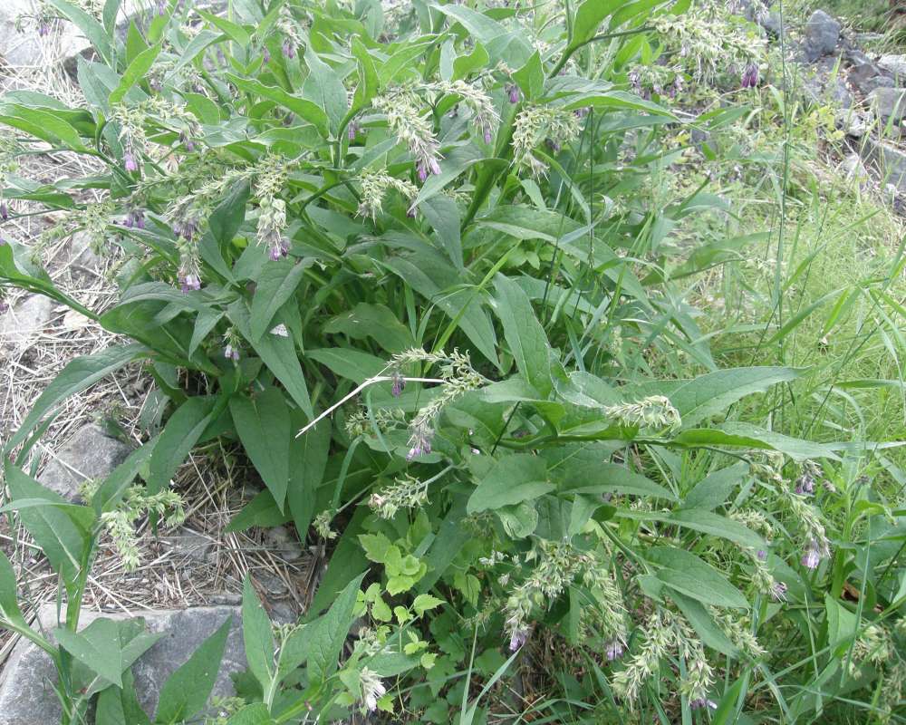 Silhouette<br>(Location of Picture: Conconully, Wa., USA, 2012)