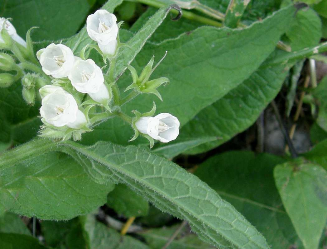 Leaf Underside<br>(Location of Picture: Conconully, Wa., USA, 2012)
