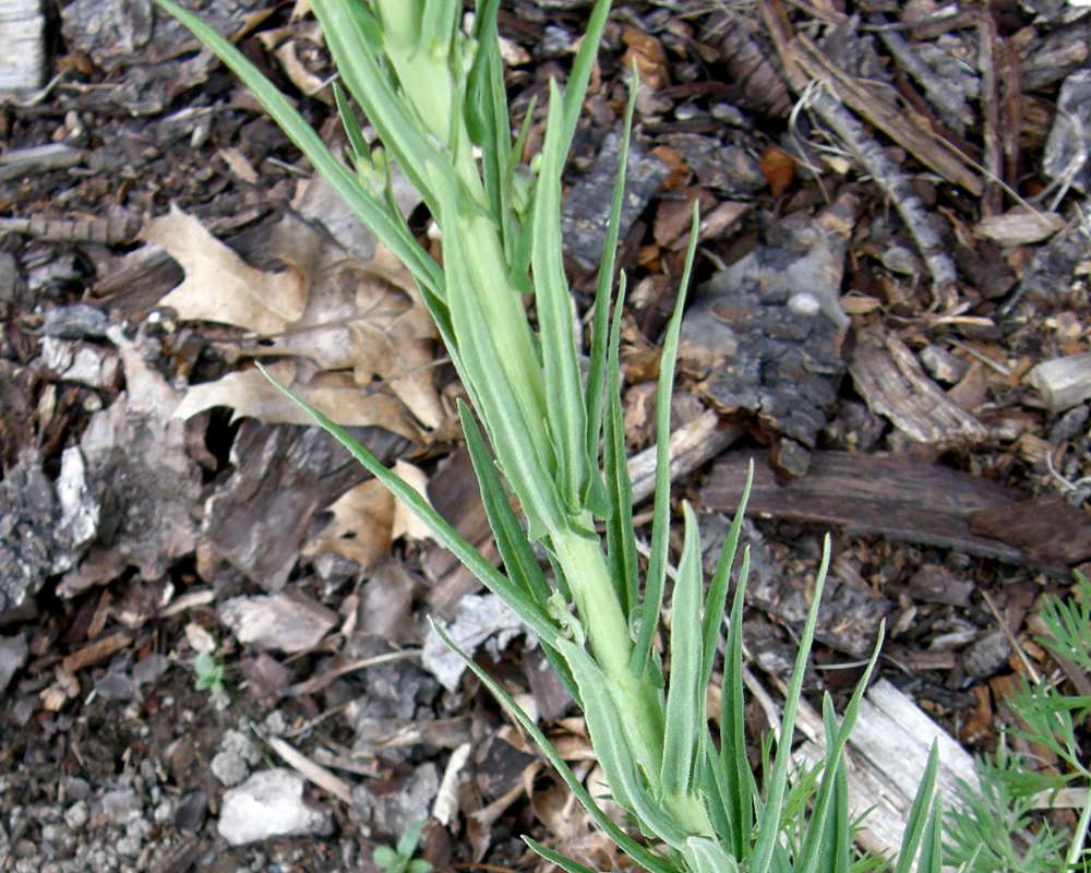 Leaves<br>(Location of Picture: Conconully, Wa,  2013)