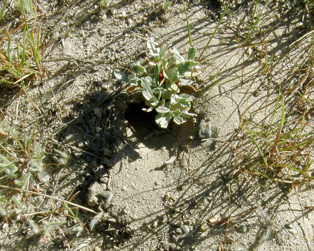 Spring Habitat<br>(Location of Picture: Okanogan, Washington, USA, 2013)