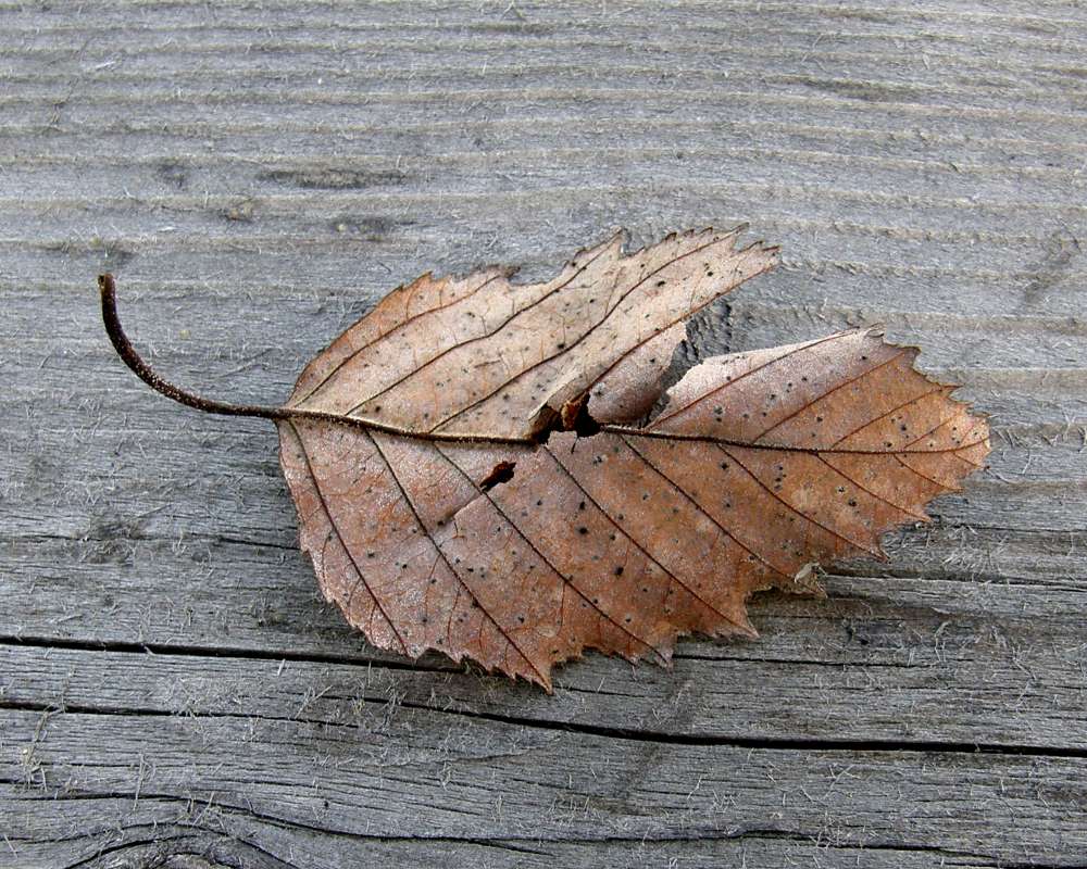 Fall Leaf<br>(Location of Picture: Okanogan, Washington, USA, 2013)
