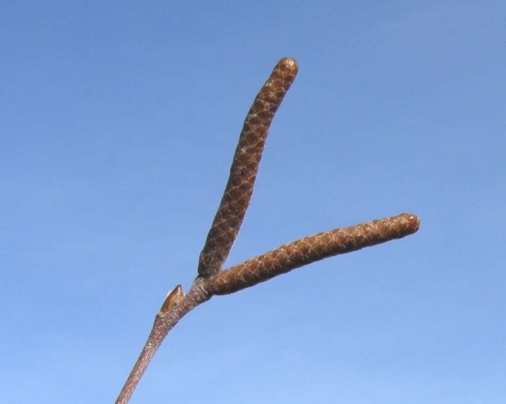 Catkin - Upright<br>(Location of Picture: Okanogan, Washington, USA, 2013)