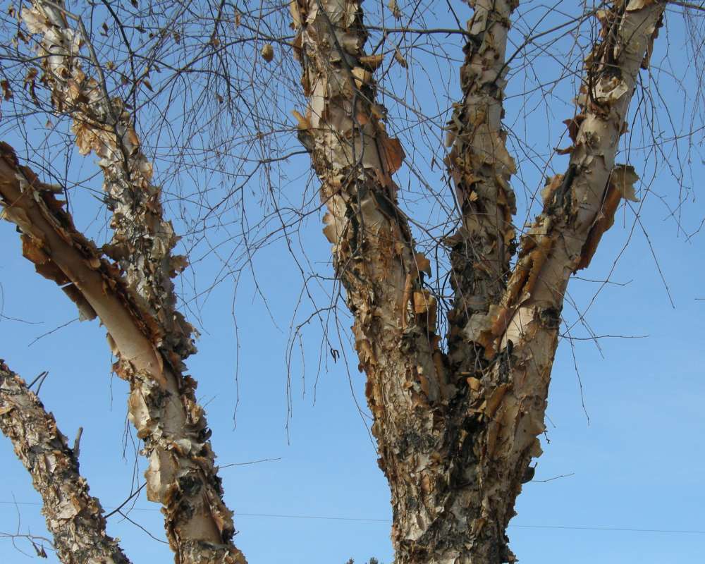 Branches - Close View<br>(Location of Picture: Okanogan, Washington, USA, 2013)