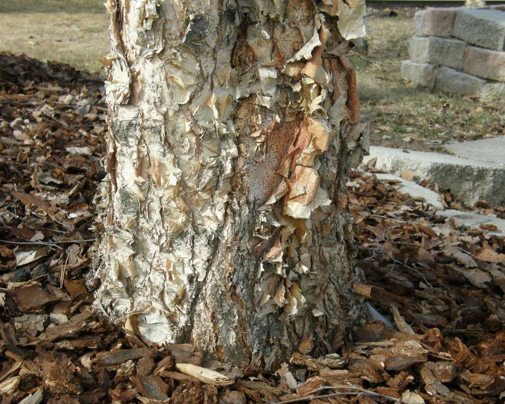 Base of Tree<br>(Location of Picture: Okanogan, Washington, USA, 2013)