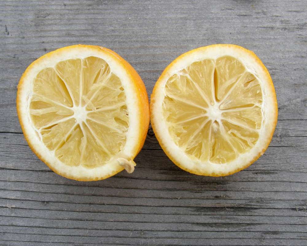 Leaves<br>(Origin of the Specimen: Shady Creek Nurs, Wa., USA, 2012)<br>(Origin of the Specimen: Commercial, Washington, USA, 2013)