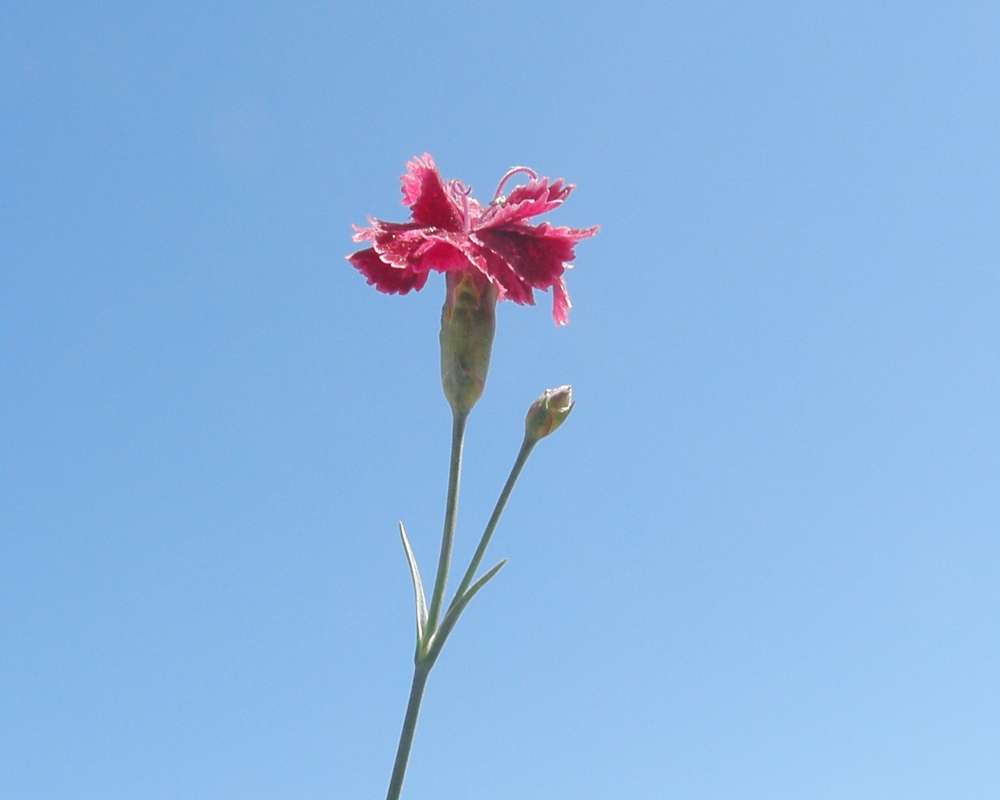 Top of Plant in Bloom<br>(Location of Picture: Garden,Okanogan, Wa., USA, 2013)