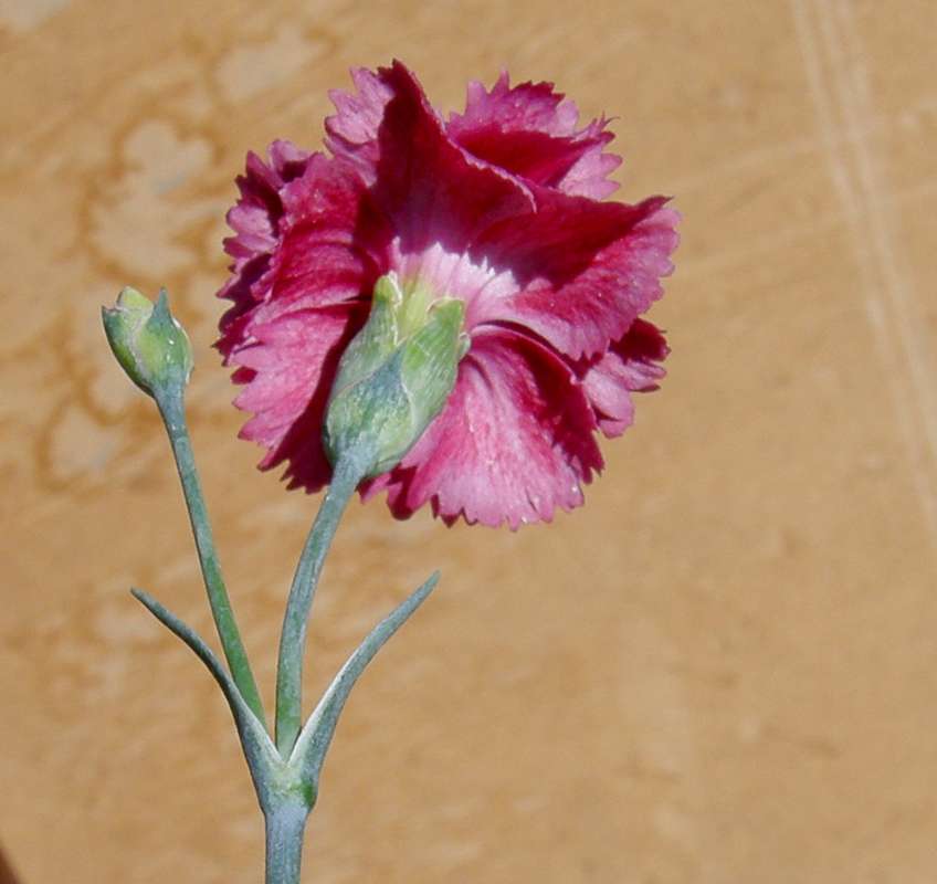 Flower - Rear View<br>(Location of Picture: Garden,Okanogan, Wa., USA, 2013)